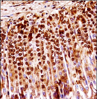 Mouse Map2k1 Antibody (C-term)