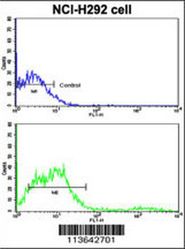 CD8A Antibody (C-term)