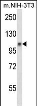 Mouse Jak1 Antibody (N-term)