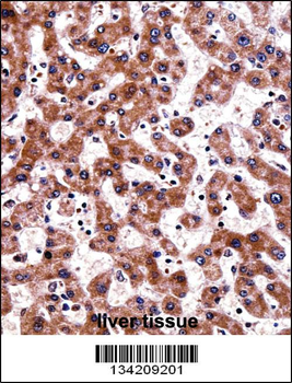 TRAP1 Antibody (C-term)