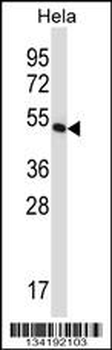 EEF1G Antibody (Center)