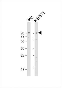 DAG1 Antibody (C-term)
