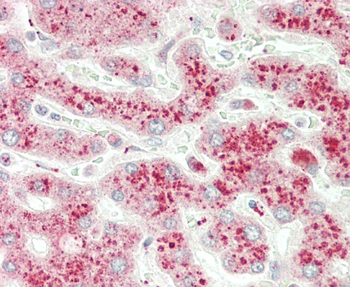 NMNAT3 Antibody (Center)