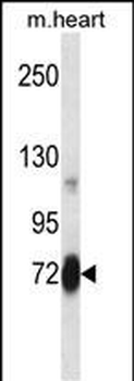 Mouse Plk2 Antibody (Center)