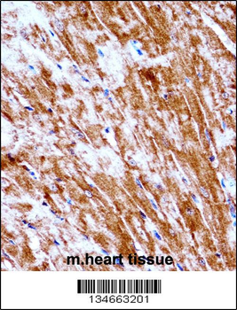 Mouse Pdk2 Antibody (N-term)