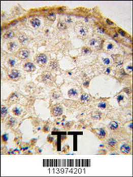 DDX4 Antibody (C-term)
