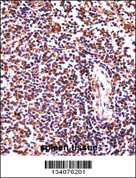 HCLS1 Antibody (C-term)