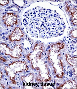 NOX4 Antibody (N-term)