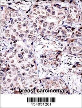 SIRT6 Antibody (C-term)