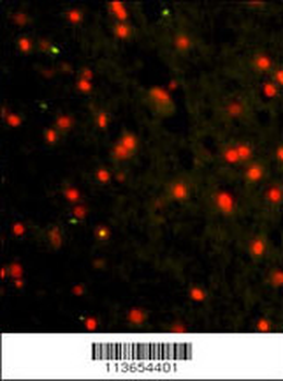 CDH4 Antibody (N-term)