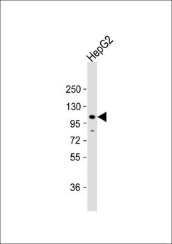 CDH4 Antibody (N-term)