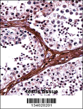 BRD1 Antibody (N-term)
