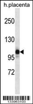 NLRP12 Antibody (N-term)