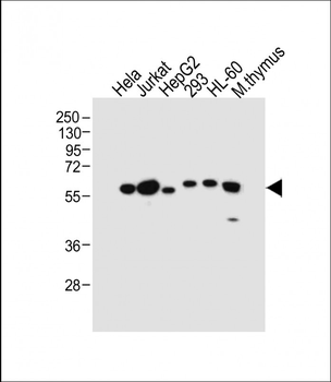 PDCD4 Antibody (Center)