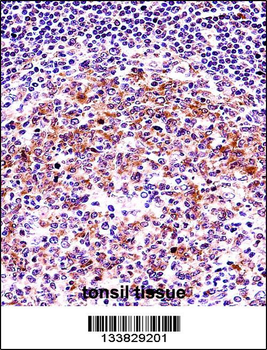 VASP Antibody (C-term)
