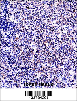 TNFSF13B Antibody (N-term)