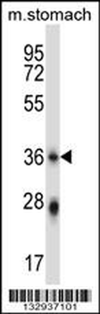 PLSCR4 Antibody (Center)