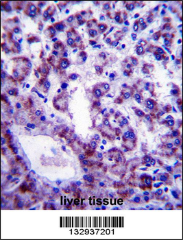 PLSCR4 Antibody (Center)