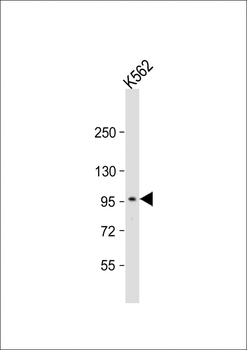 ANKS6 Antibody (Center)