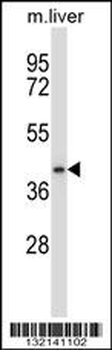 DPAGT1 Antibody (N-term)