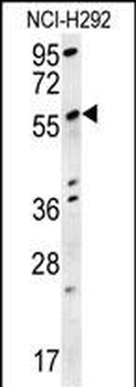 SPATA18 Antibody (N-term)