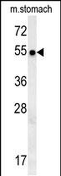 SPATA18 Antibody (N-term)