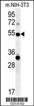 TRAF3 Antibody (C-term)
