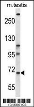 Mouse Pan3 Antibody (C-term)