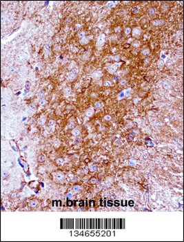 Mouse Ntrk2 Antibody (Center)
