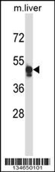 Mouse Nim1 Antibody (C-term)