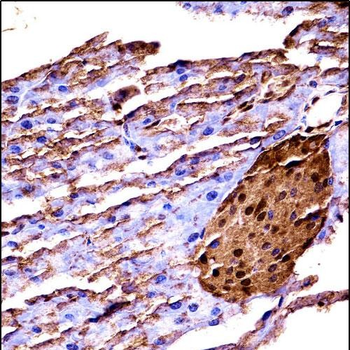 Mouse Map3k2 Antibody (N-term)