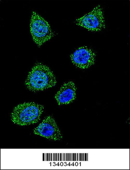 TOP1 Antibody (N-term)