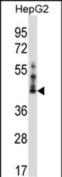 C6orf89 Antibody (Center)