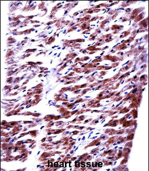 RM33 Antibody (C-term)