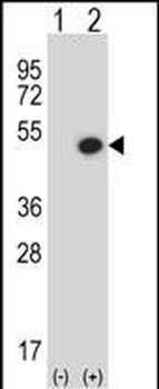 BMP7 Antibody (C-term)