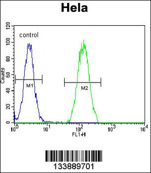 BMP2 Antibody (Center)
