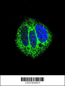 RARA Antibody (C-term)