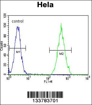 RARA Antibody (C-term)