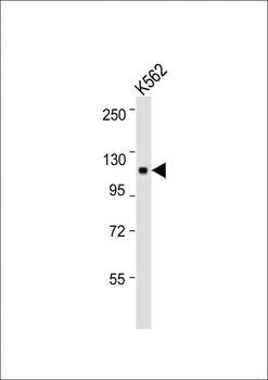 LRIG2 Antibody (C-term)