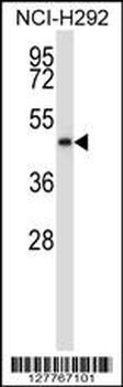 C5orf33 Antibody (Center)
