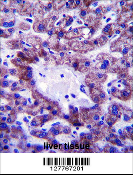 C5orf33 Antibody (Center)
