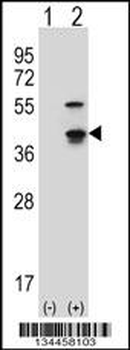 Mouse Cdk3 Antibody (C-term)