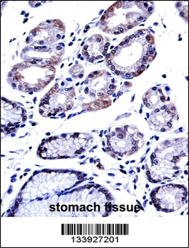 G3BP1 Antibody (C-term)