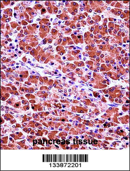 CELA3B Antibody (N-term)