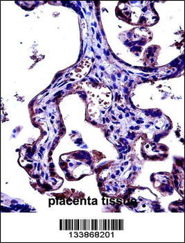 CD97 Antibody (C-term)