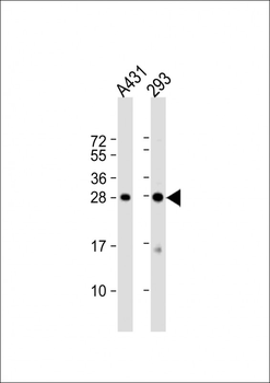 H1FX Antibody (C-term)