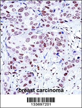 NCK1 Antibody (N-term)