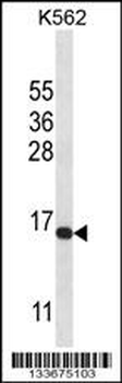 H2AFX Antibody (C-term)