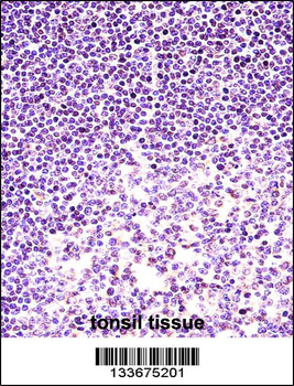 H2AFX Antibody (C-term)