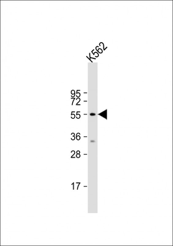 HYAL4 Antibody (Center)